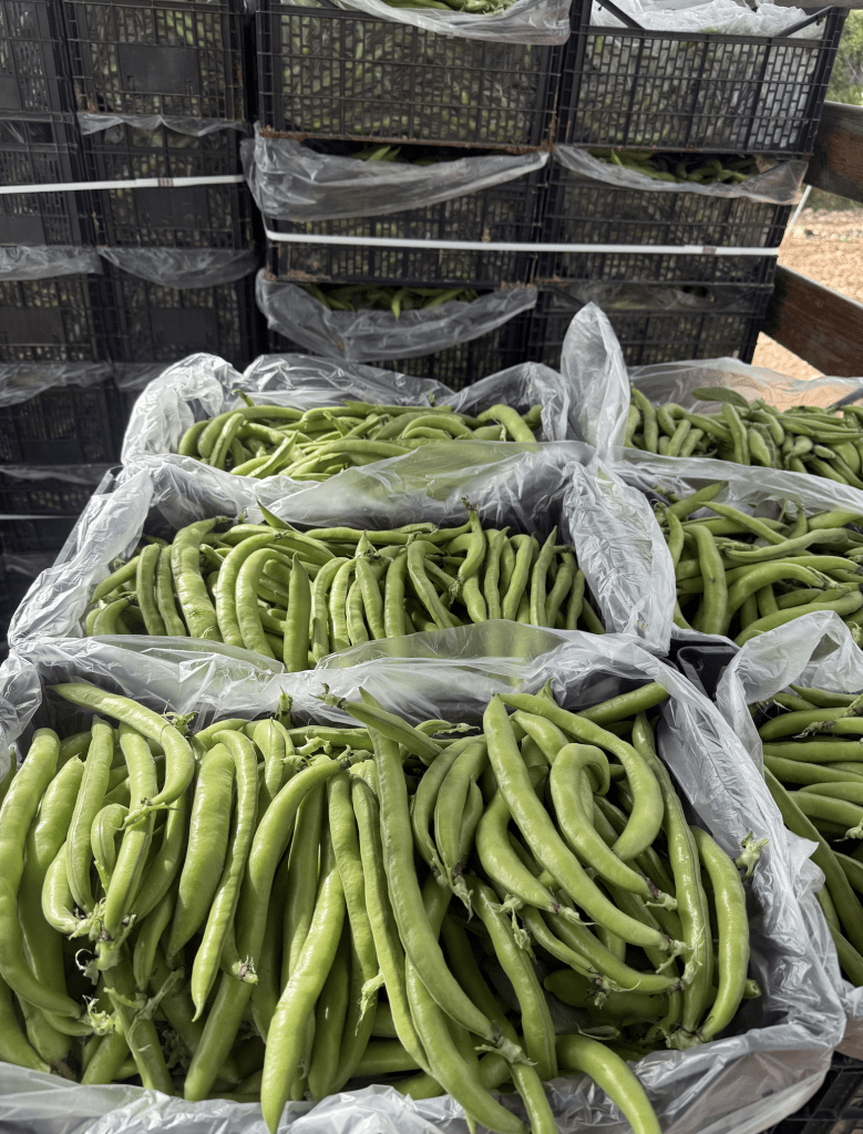 Captura de Pantalla 2026 03 10 a las 13.37.23 Habas de temporada: tradición, versatilidad y oportunidad comercial en el inicio de primavera