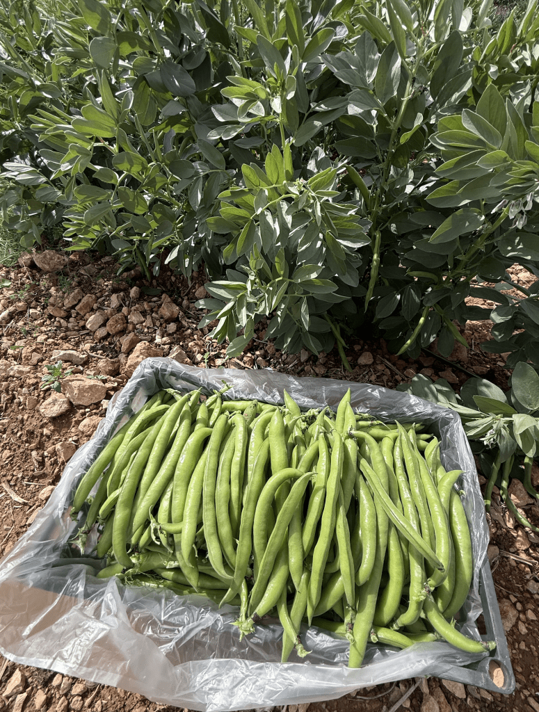 Captura de Pantalla 2026 03 10 a las 13.37.57 Habas de temporada: tradición, versatilidad y oportunidad comercial en el inicio de primavera