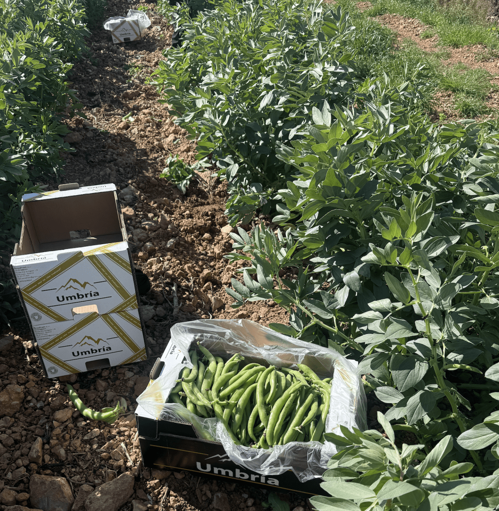 Captura de Pantalla 2026 03 23 a las 12.57.45 Habas de temporada: cómo mejorar la rotación y reducir mermas en tu punto de venta