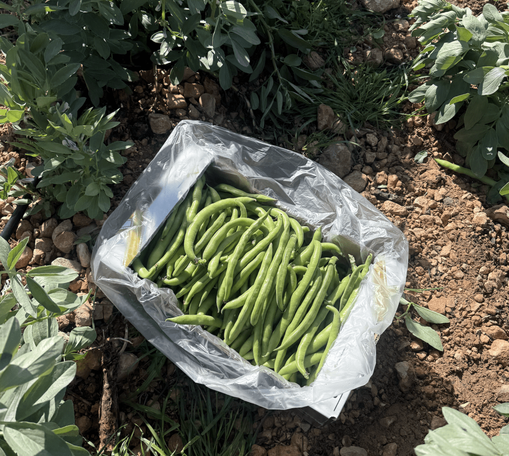 Captura de Pantalla 2026 03 23 a las 12.57.57 Habas de temporada: cómo mejorar la rotación y reducir mermas en tu punto de venta