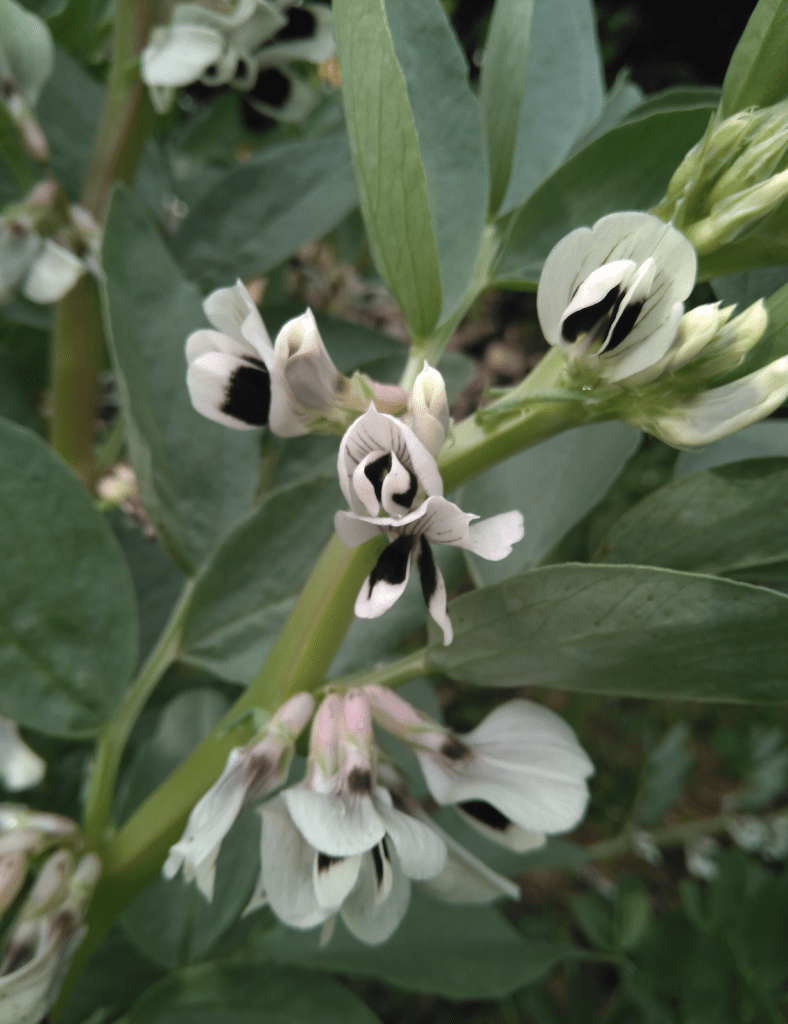 Flor de la planta del haba