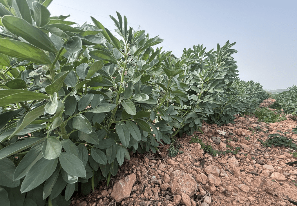 Captura de pantalla 2026 03 03 a las 16.26.40 Habas de temporada: tradición, versatilidad y oportunidad comercial en el inicio de primavera