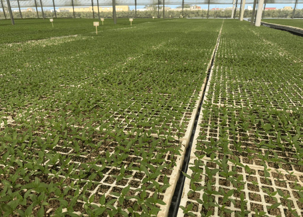 Semillero de pimientos de Penyafresh