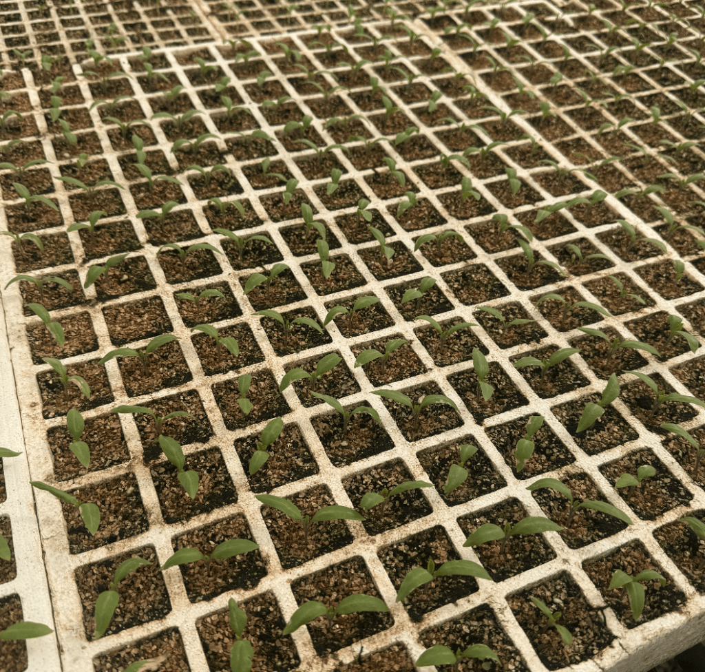 Semillero de berenjeras de Penyafresh