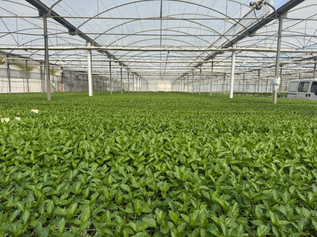 WhatsApp Image 2026 04 18 at 11.19.30 El campo no se detiene: cómo se organiza una semana real en la agricultura mediterránea