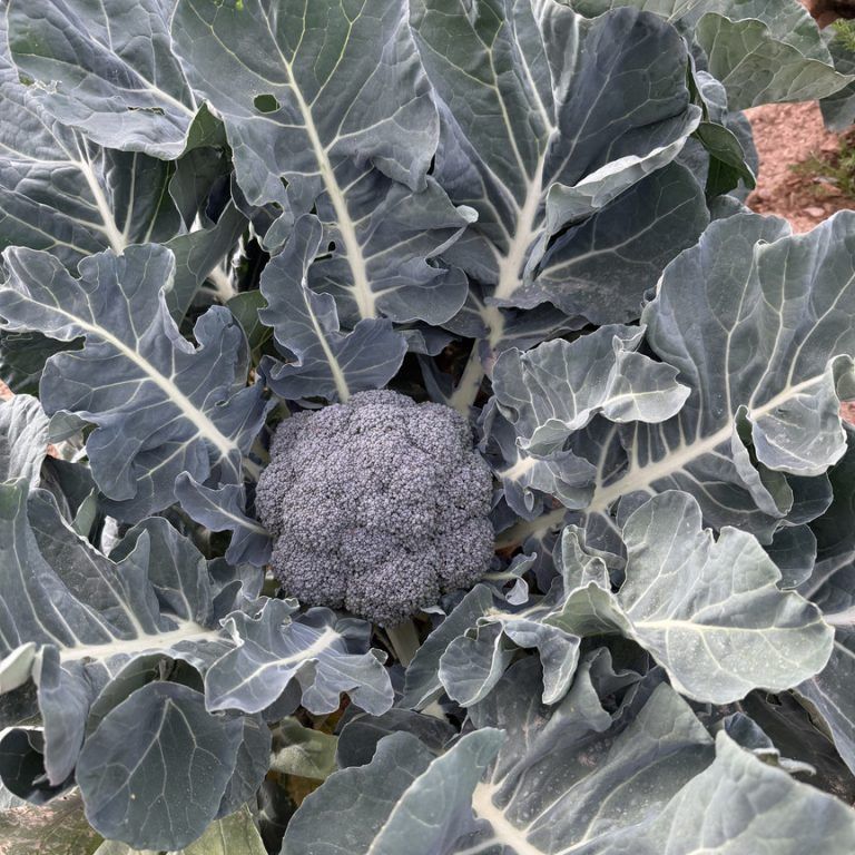 Brocoli en flor