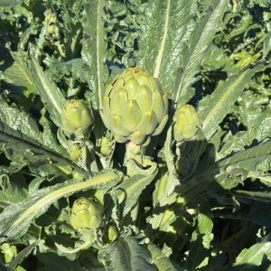alcachofas flor Frutas y verduras para empresas