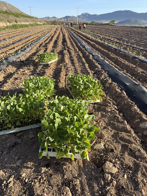 proveedor-hortalizas-españa