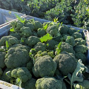 brocoli-fresco-recogida