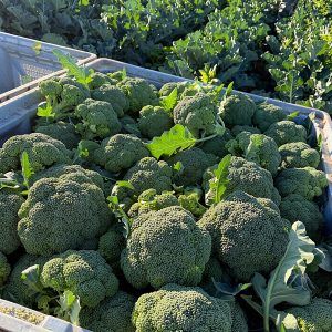 recogida-brocoli-fresco