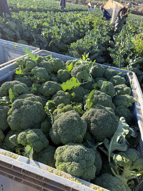 proveedor-brocoli-mediterraneo