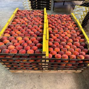 distribucion-caja-de-melocotones