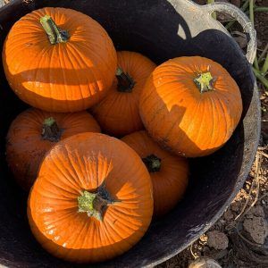 recogida-calabazas-frescas