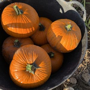 comprar-calabazas-frescas