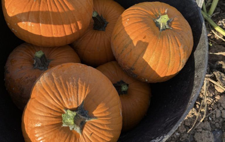 recoleccion-de-calabazas-tiernas