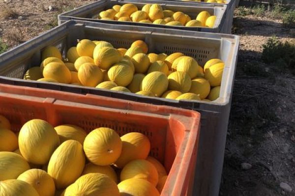 proveedor-de-melones-amarillos