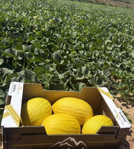 umbria melones