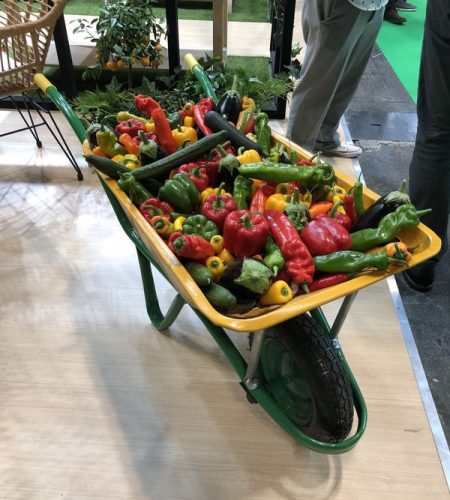 variedad verduras huerta