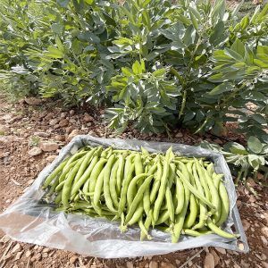 caja-de-habas-produccion-local