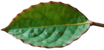 hoja-de-almendro-sin-fondo