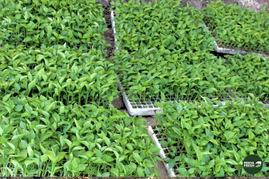 hojitas-frescas-de-campo