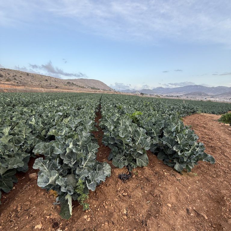 hortalizas mediterraneas