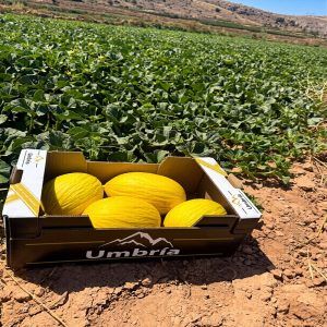 recogida-melon-amarillo