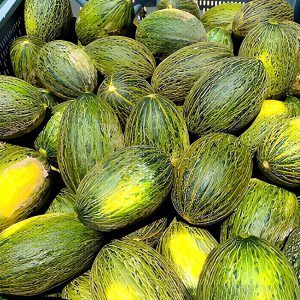 produccion-melon-piel-de-sapo