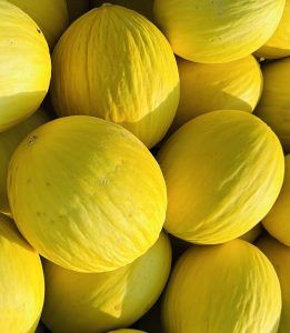 melones amarillos ecologicos