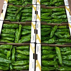 distribucion-pimiento-verde-italiano