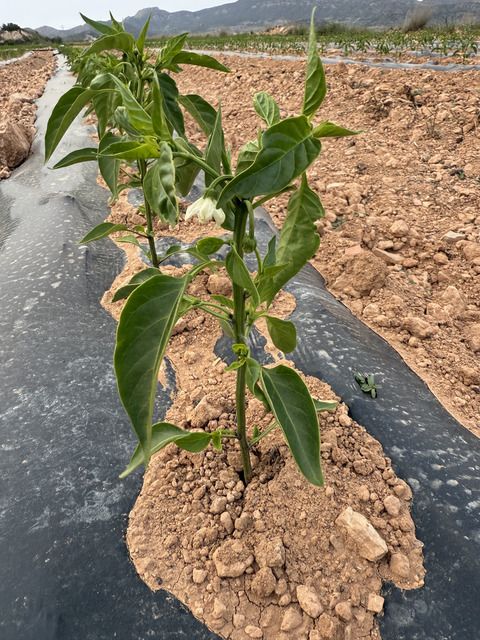 proveedor-pimientos-mediterraneos