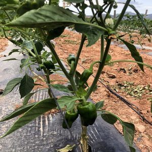 cosecha-pimientos-padron