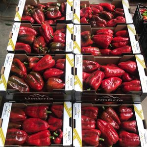 comprar pimientos rojos frescos