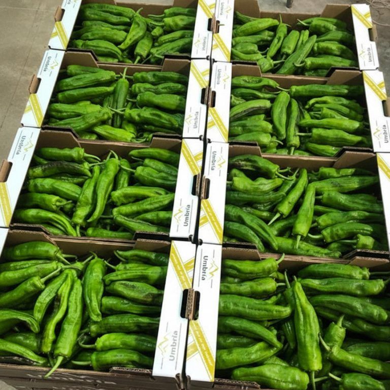 pimientos-verdes-frescos-umbria