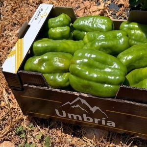 pimientos-verdes-marca-umbria