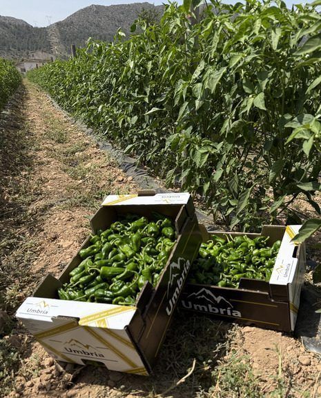 pimientos-verdes-marca-umbria