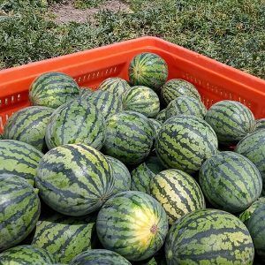 produccion-de-sandia