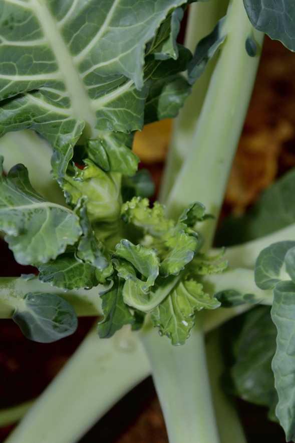 verduras-hoja-verde